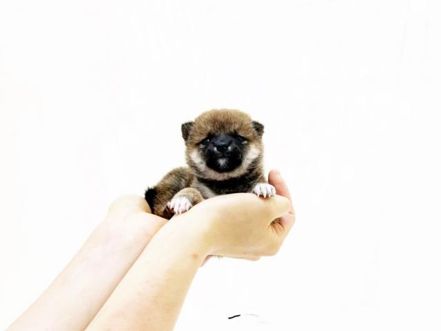 柴犬