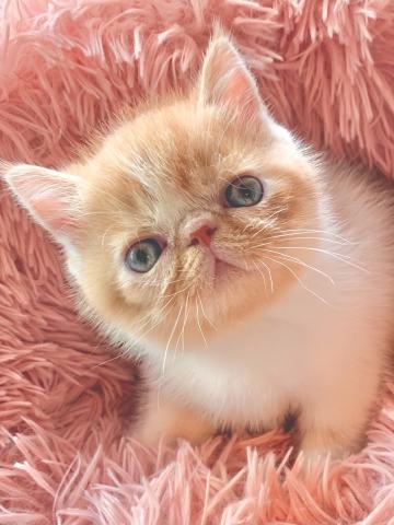 エキゾチックショートヘアー