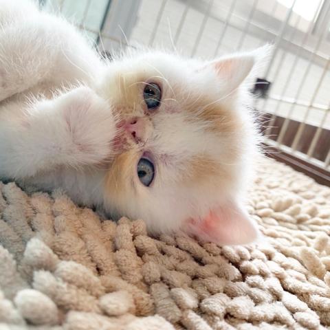 エキゾチックショートヘアー