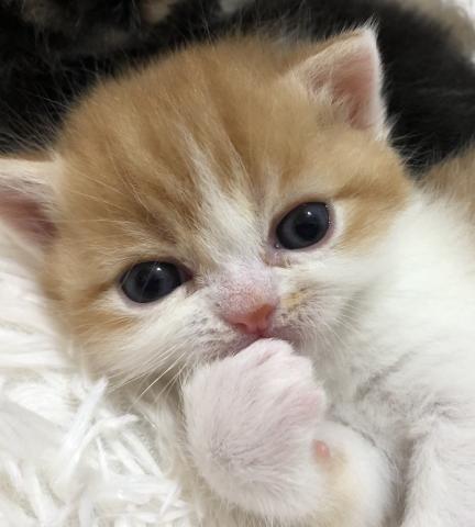 ミヌエット（旧ナポレオン）