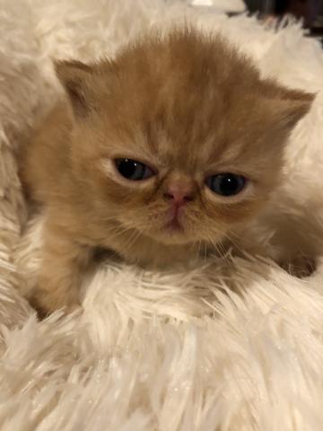 エキゾチックショートヘアー