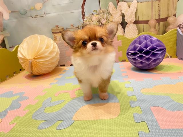 チワワ（ロングコート）