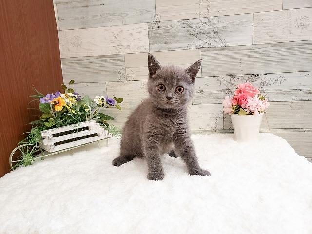 ブリティッシュショートヘア