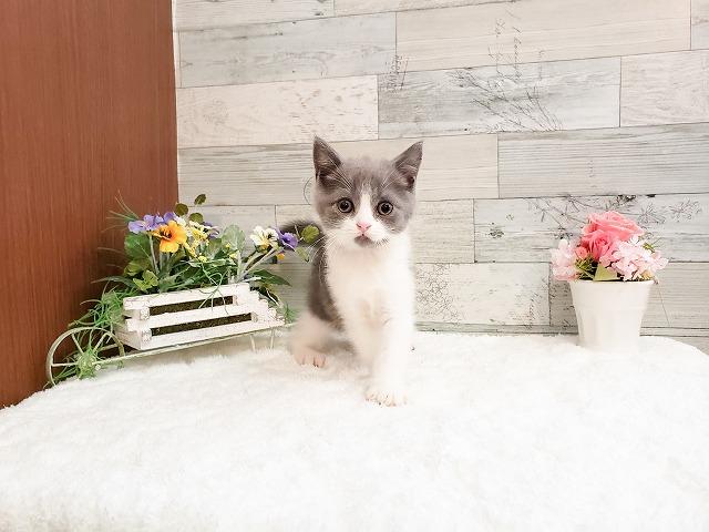 ブリティッシュショートヘア