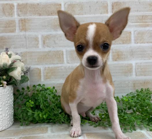 ディスワン狛江 東京都 子犬や子猫たちのペット販売情報が満載 ペットステーション