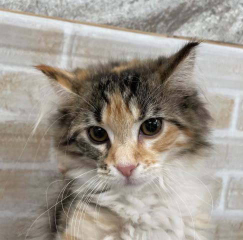 ディスワン狛江 東京都 子犬や子猫たちのペット販売情報が満載 ペットステーション