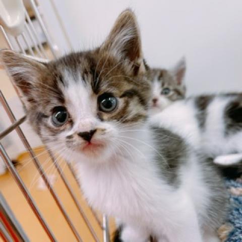 スコティッシュフォールド