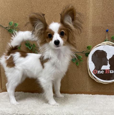 One Buddy新船橋店 千葉県 子犬や子猫たちのペット販売情報が満載 ペットステーション