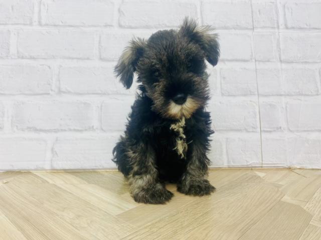 One Buddy新船橋店 千葉県 子犬や子猫たちのペット販売情報が満載 ペットステーション