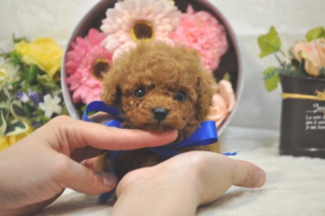 トイプードル