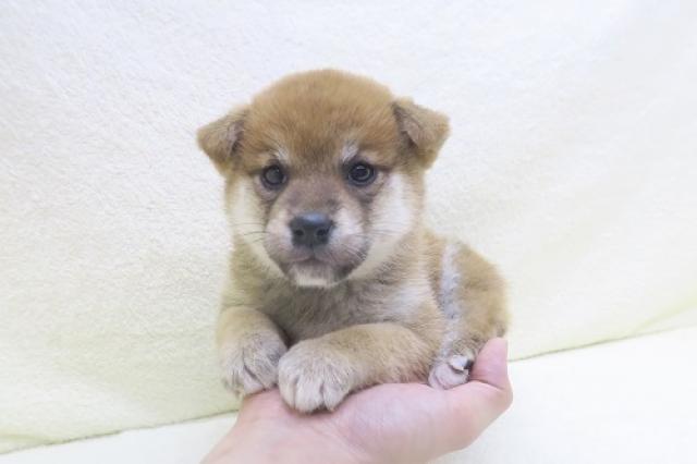 かねだい海老名店 神奈川県 子犬や子猫たちのペット販売情報が満載 ペットステーション かねだい海老名店 神奈川県 子犬や子猫たちのペット販売情報が満載 ペットステーション