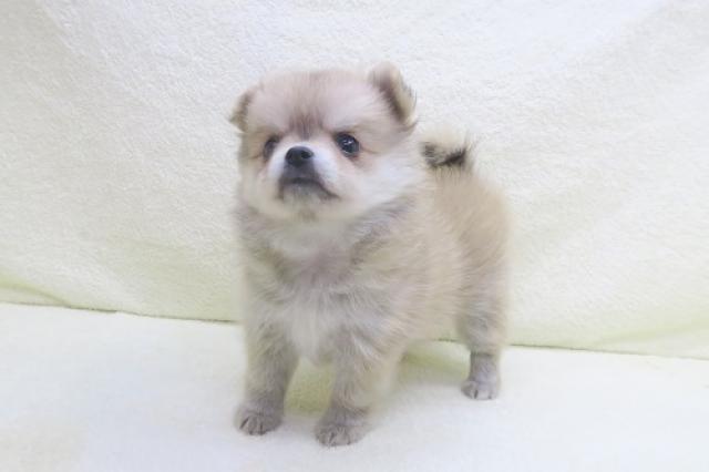 かねだい海老名店 神奈川県 子犬や子猫たちのペット販売情報が満載 ペットステーション