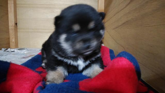 柴犬