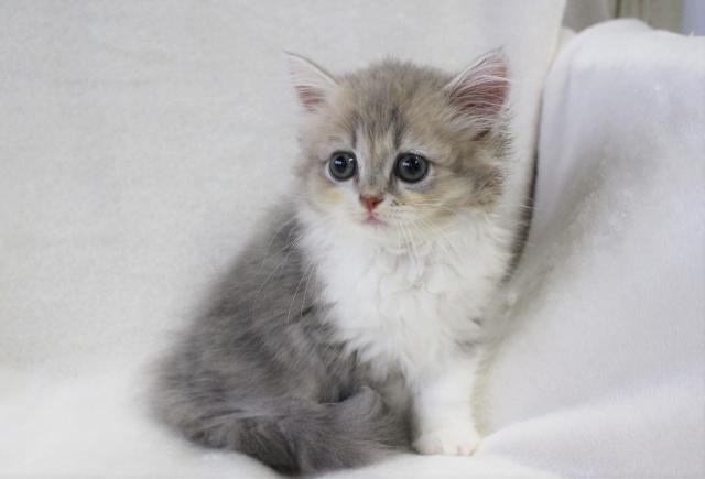 タレント猫専門店 ねこランド春日部西口店 埼玉県 子犬や子猫たちのペット販売情報が満載 ペットステーション