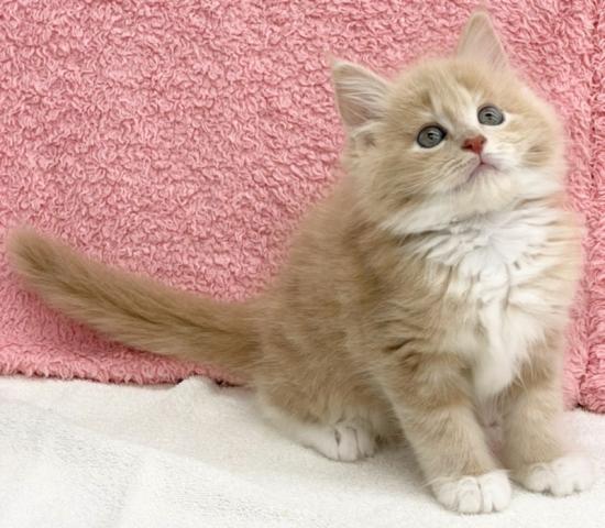 かねだい 横浜店 神奈川県 子犬や子猫たちのペット販売情報が満載 ペットステーション かねだい 横浜店 神奈川県 子犬や子猫たちのペット販売情報が満載 ペットステーション