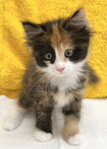 かねだい 横浜店 神奈川県 子犬や子猫たちのペット販売情報が満載 ペットステーション かねだい 横浜店 神奈川県 子犬や子猫たちのペット販売情報が満載 ペットステーション