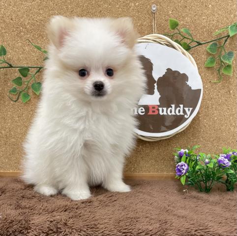 One Buddy新船橋店 千葉県 子犬や子猫たちのペット販売情報が満載 ペットステーション