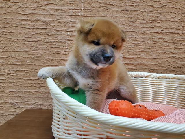 柴犬