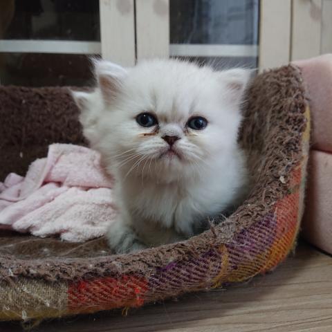 ペルシャ・ヒマラヤン