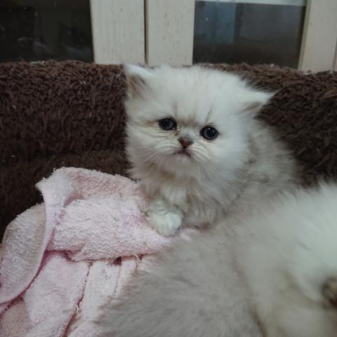 ペルシャ・ヒマラヤン