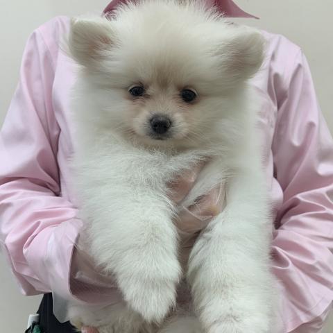 ポメラニアン