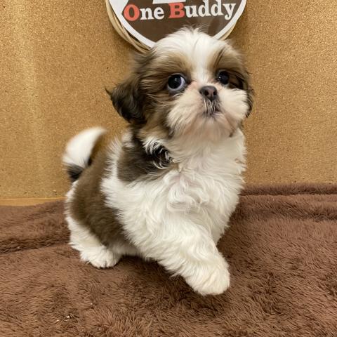 One Buddy新船橋店 千葉県 子犬や子猫たちのペット販売情報が満載 ペットステーション