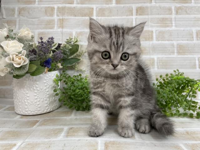 ディスワン狛江 東京都 子犬や子猫たちのペット販売情報が満載 ペットステーション