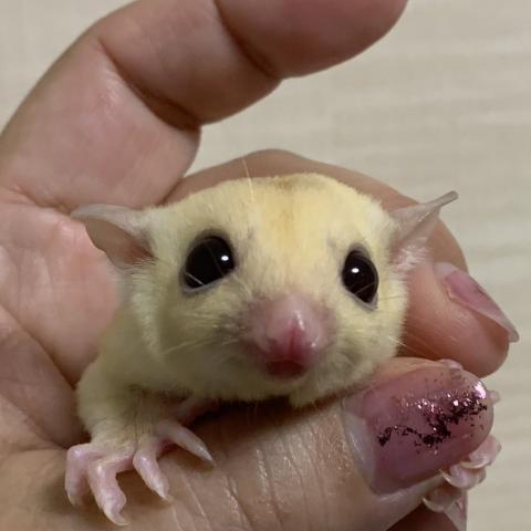 フクロモモンガ クリミノモザイク　66%ヘテロリューシ