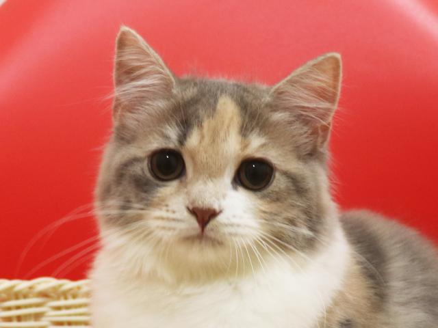 スコティッシュフォールド