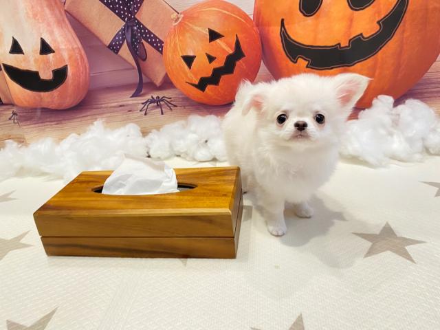 チワワ(ロングコート)