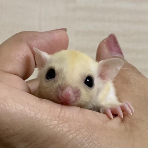 フクロモモンガ リューシ