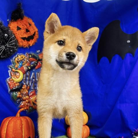 柴犬