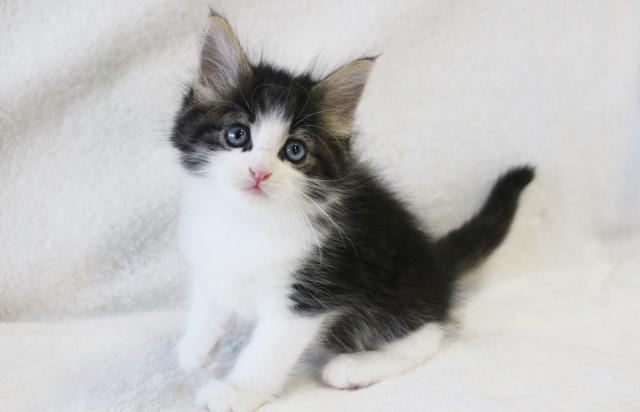 タレント猫専門店 ねこランド春日部西口店 埼玉県 子犬や子猫たちのペット販売情報が満載 ペットステーション