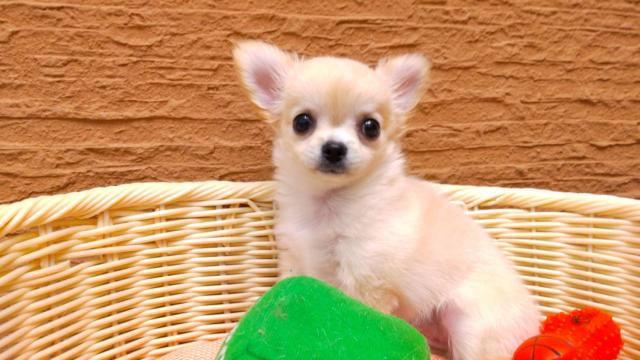 ペットショップ K Bland 橿原香久山店 公式 奈良県 子犬や子猫たちのペット販売情報が満載 ペットステーション