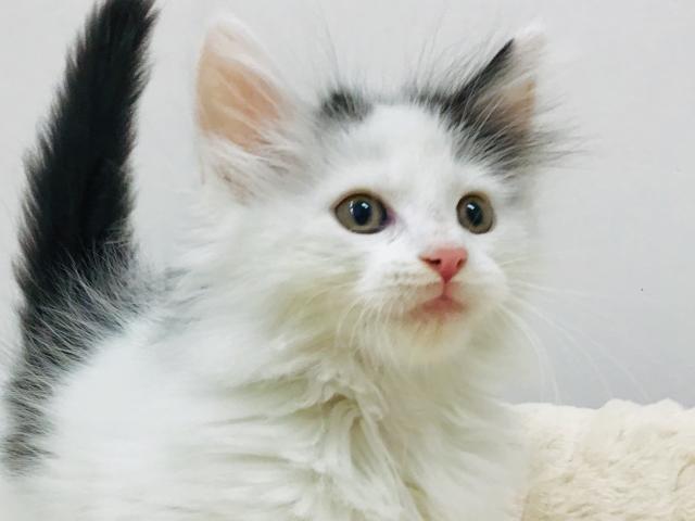 スタイルパウズ川口店 埼玉県 子犬や子猫たちのペット販売情報が満載 ペットステーション スタイルパウズ川口店 埼玉県 子犬や子猫たちのペット販売情報が満載 ペットステーション