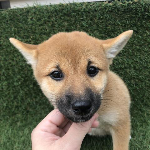 柴犬
