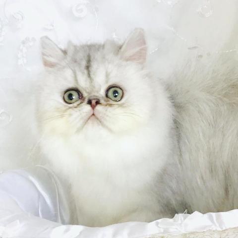 ペルシャ・ヒマラヤン