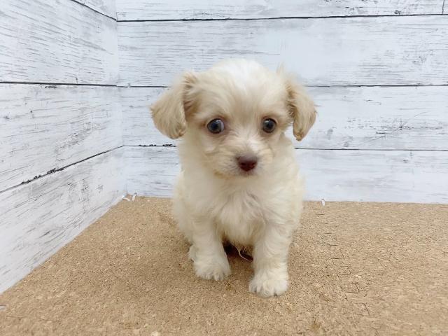 ペットアミ 野田店 千葉県 子犬や子猫たちのペット販売情報が満載 ペットステーション ペットアミ 野田店 千葉県 子犬や子猫たちのペット販売情報が満載 ペットステーション