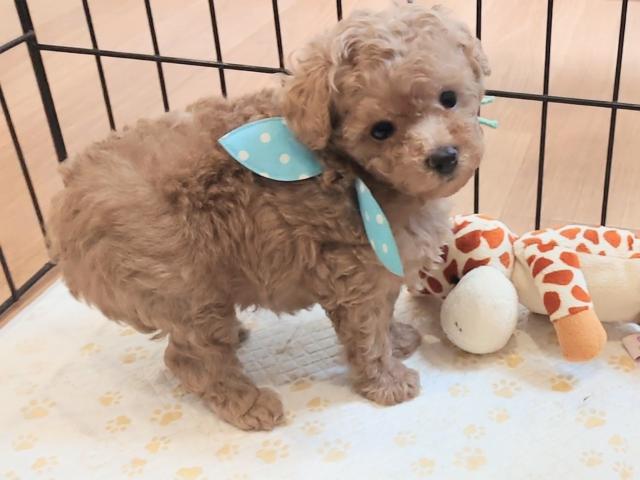 ぷーどる通り 北海道 子犬や子猫たちのペット販売情報が満載 ペットステーション ぷーどる通り 北海道 子犬や子猫たちのペット販売情報が満載 ペットステーション
