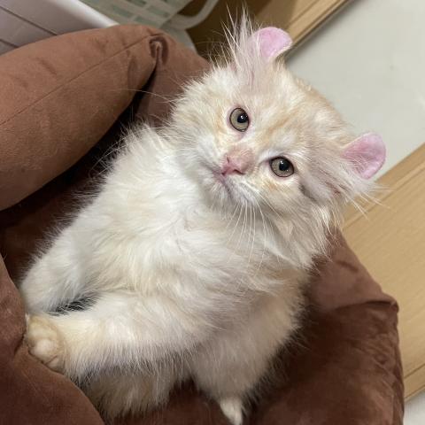 キンカロー