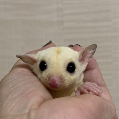 フクロモモンガ リューシ