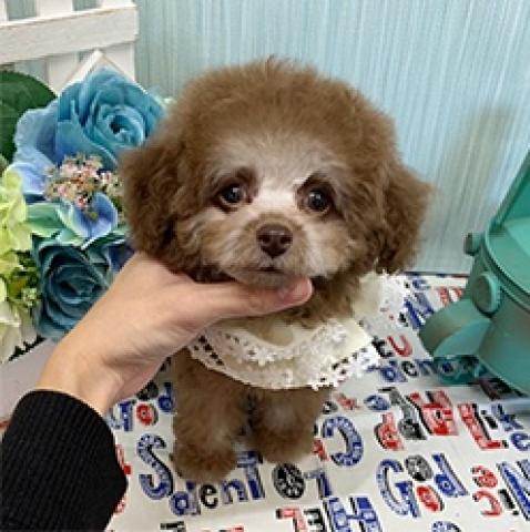 ペット一覧 ぱぴぷぺっと 子犬や子猫たちのペット販売情報が満載 ペットステーション ペット一覧 ぱぴぷぺっと 子犬や子猫たちのペット販売情報が満載 ペットステーション