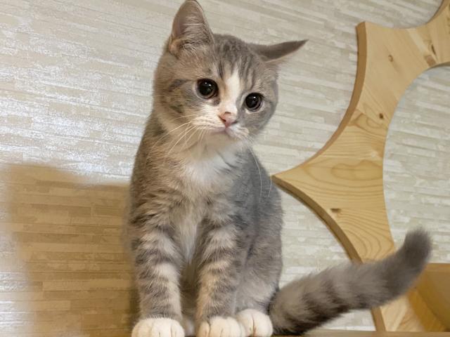 ミヌエット（旧ナポレオン）