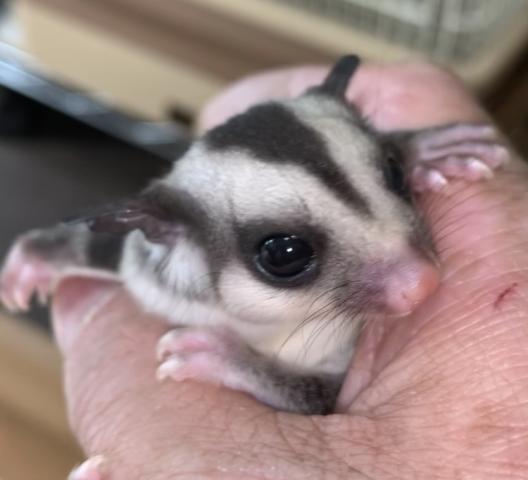 フクロモモンガ