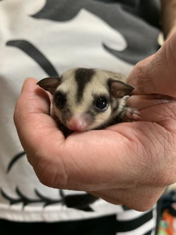 フクロモモンガ