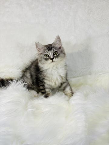 キャッテリーウエダ