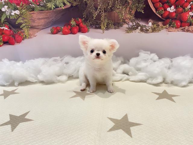 チワワ（ロングコート）