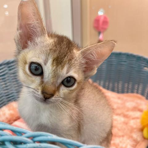 コーナン ペットプラザ 鶴見元宮店 神奈川県 子犬や子猫たちのペット販売情報が満載 ペットステーション