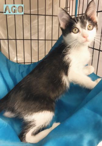 子犬や子猫たちのペット販売情報が満載「ペットステーション」