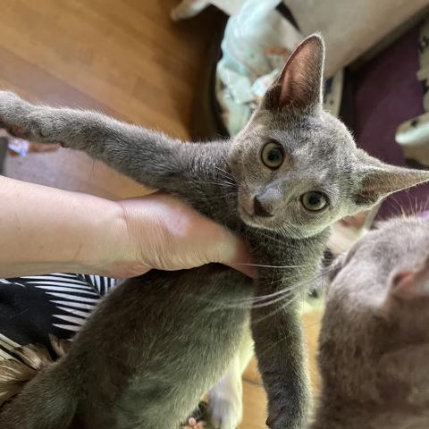 ロシアンブルー